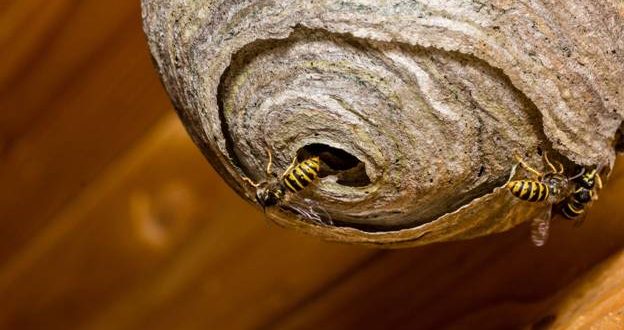 Ways to remove a wasp nest