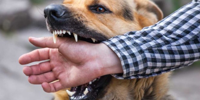 hiring a dog bite attorney