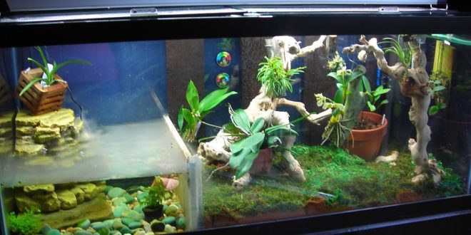 reptile tank for your pet