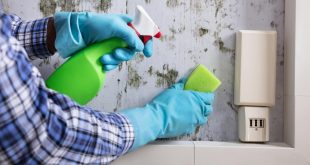 How Can You Prevent Mold