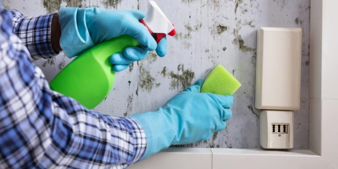 How Can You Prevent Mold