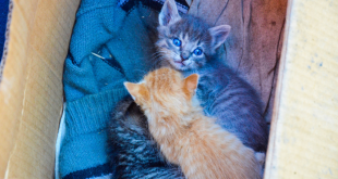 Siberian kitten for sale uk addocats