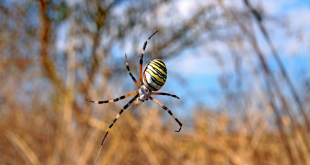 animation rule 64 araña robot 2b